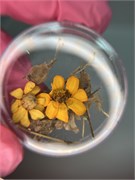 Набор сухоцветов № 20 2025853240739