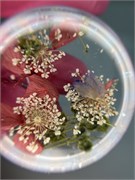 Набор сухоцветов № 5 2057981707235