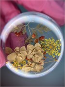 Набор сухоцветов № 24 2006754070212